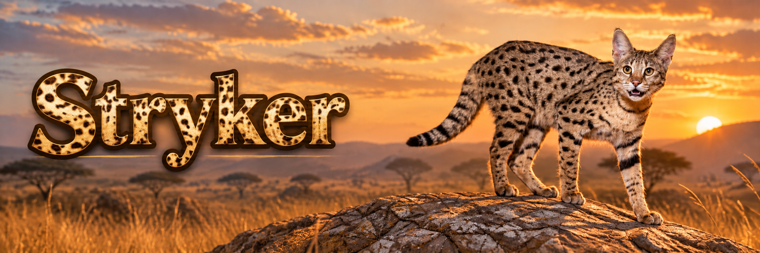 Stryker standing on the savanna at sunset